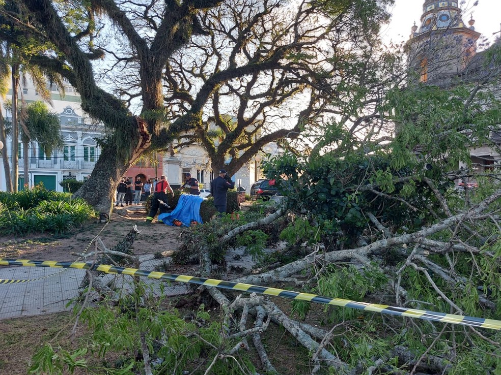 Idoso morre após árvore cair em praça de Pelotas - Foto: Marceli Dutra/RBS TV