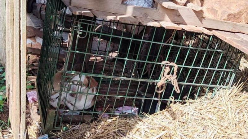 Os animais foram encontrados em situação de extrema crueldade, sem água ou comida - Foto: Polícia Civil - Divulgação