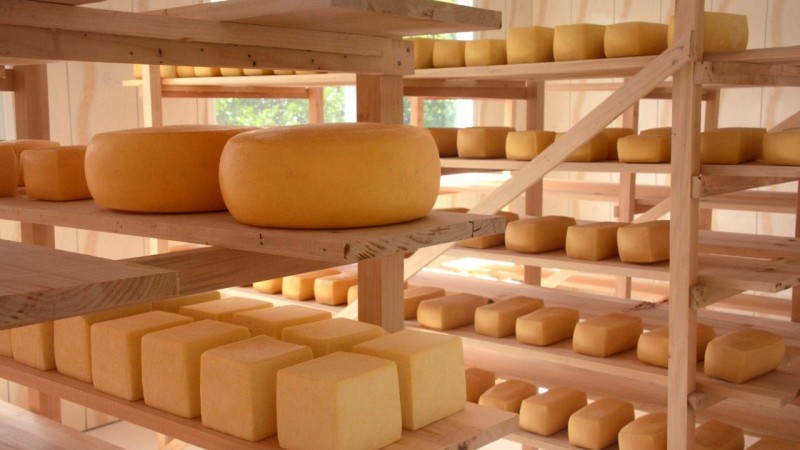 O queijo artesanal serrano tem coloração amarelada e é elaborado a partir de leite cru, com sabor e aroma acentuados - Foto: Fernando Dias/Seapdr