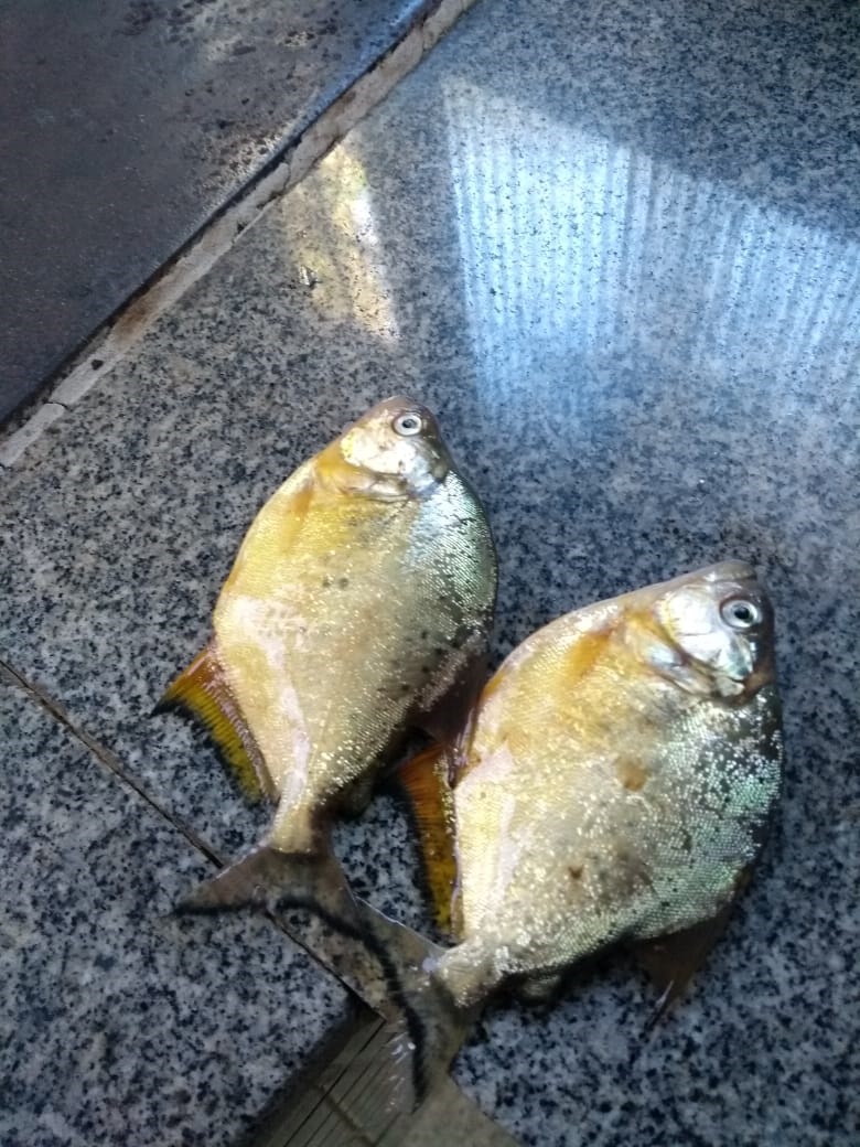 Peixes encontrados em Bom Retiro possuem entre 25 e 30 cm. Foto: Divulgação