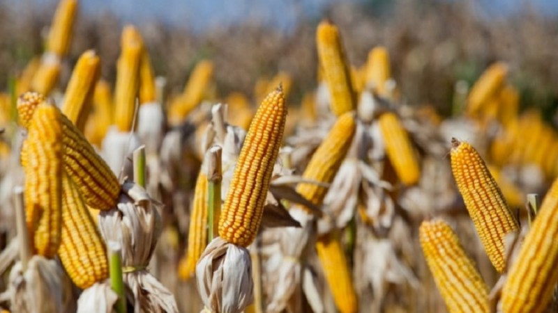 Sementes de milho (foto) e sorgo serão entregues nos municípios para retirada pelos produtores entre julho e setembro - Foto: Fernando Dias/Ascom Seapdr