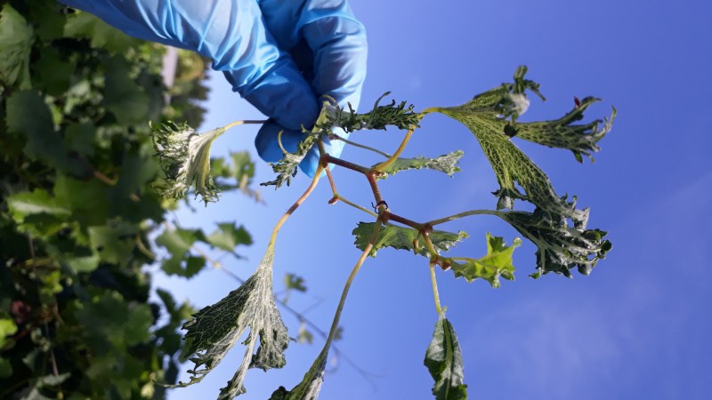 Fiscalizações flagraram aplicações irregulares dos herbicidas hormonais que causaram prejuízos a cultivos mais sensíveis - Foto: Divulgação Seapdr