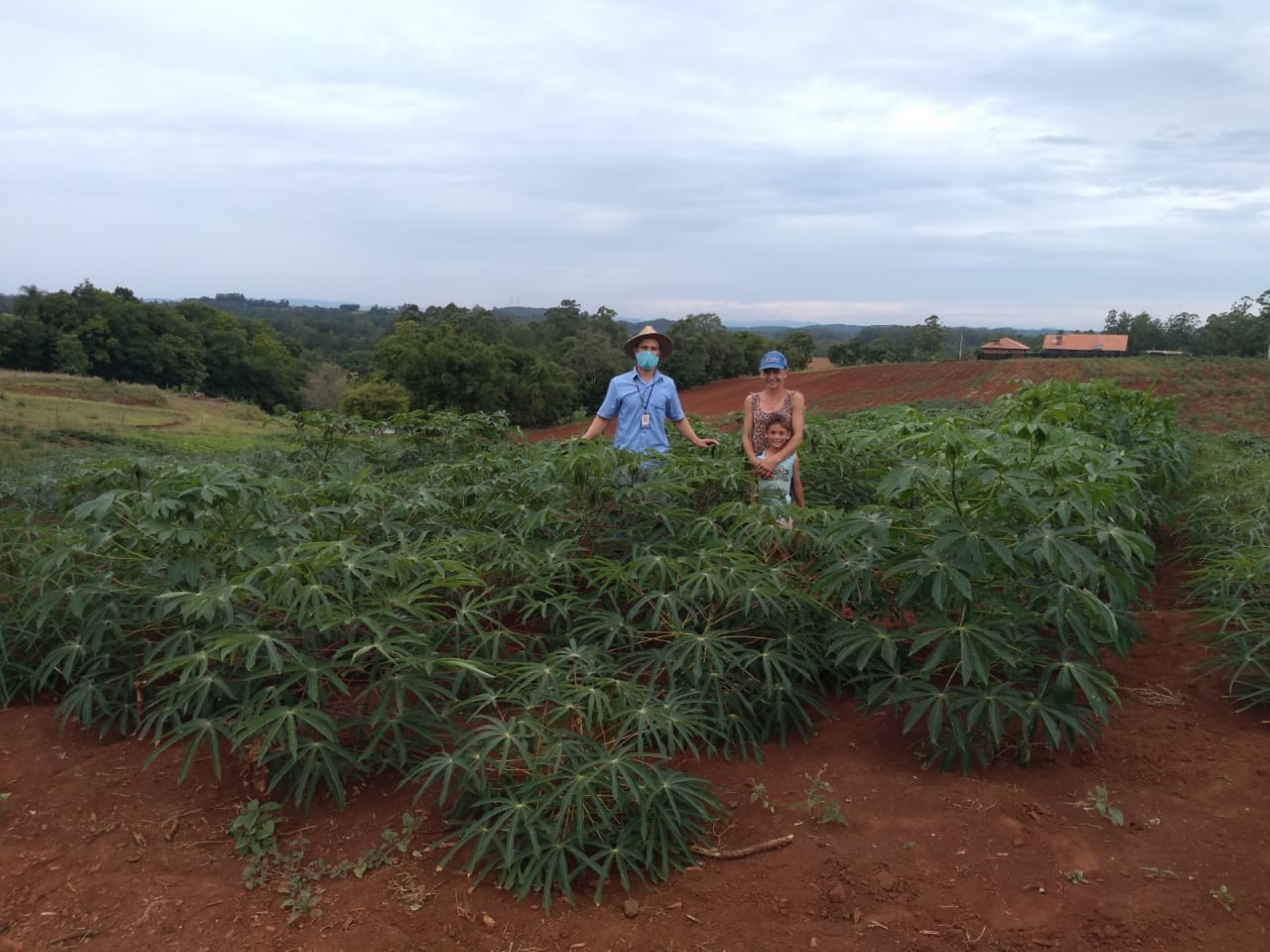 A família Olbermann, de Cruzeiro do Sul, participou na noite de quinta-feira (29/07) de um evento virtual sobre novas cultivares de aipim. Organizada pela Emater/RS-Ascar-Foto divulgação: Emater/RS