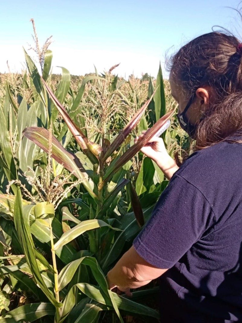 Entre abril e maio, foram monitoradas lavouras de milho afetadas em 151 municípios - Foto: Divulgação Seapdr
