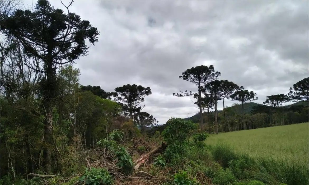 O estudo indica quanto cada unidade da Federação poderia obter em créditos caso mantenham suas áreas de floresta intocadas. Foto: Agência Brasil