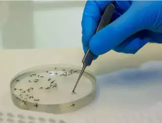 Rio Grande do Sul registra a quarta morte por dengue em 2024