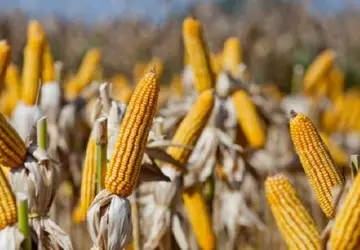 Sementes de milho (foto) e sorgo serão entregues nos municípios para retirada pelos produtores entre julho e setembro - Foto: Fernando Dias/Ascom Seapdr