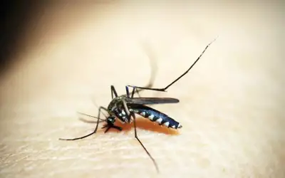 Rio Grande do Sul registra o terceiro óbito por dengue no ano