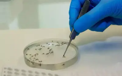 Rio Grande do Sul registra a quarta morte por dengue em 2024