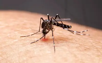 Rio Grande do Sul registra sétimo óbito por dengue em 2024