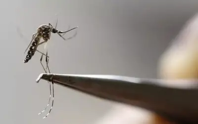 Rio Grande do Sul chega a 25 mortes por dengue desde o início do ano